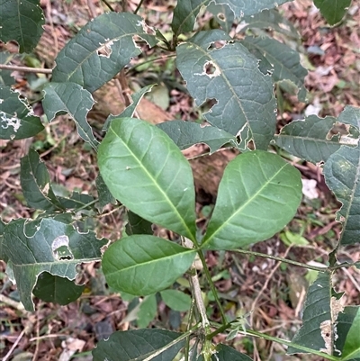 Melicope micrococca (Hairy-leaved Doughwood, White Euodia) at Gerroa, NSW - 5 Jul 2025 by Tapirlord