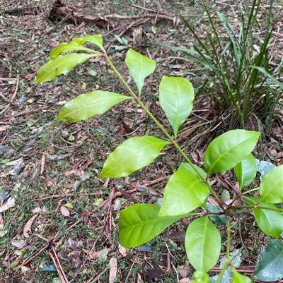 Synoum glandulosum subsp. glandulosum (Scentless Rosewood) at Gerroa, NSW - 5 Jul 2025 by Tapirlord