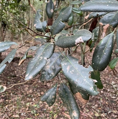 Guioa semiglauca (Wild Quince) at Gerroa, NSW - 5 Jul 2025 by Tapirlord