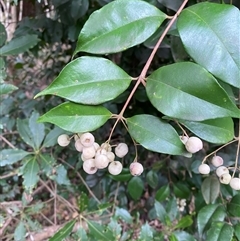 Syzygium smithii (Lilly Pilly) at Gerroa, NSW - 5 Jul 2025 by Tapirlord