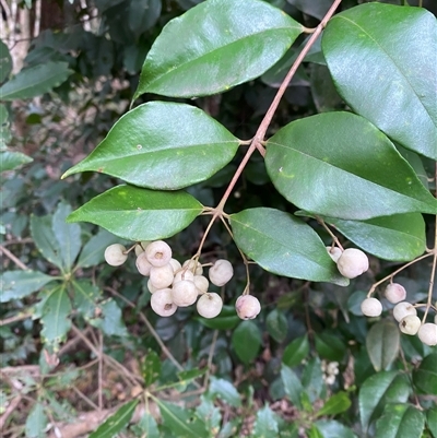 Syzygium smithii (Lilly Pilly) at Gerroa, NSW - 5 Jul 2025 by Tapirlord