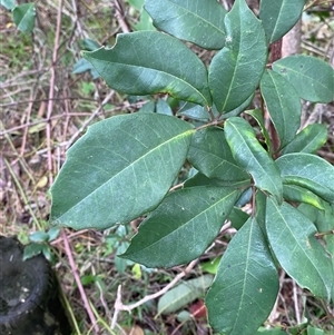 Cissus hypoglauca (Giant Water Vine) at Gerroa, NSW - 5 Jul 2025 by Tapirlord
