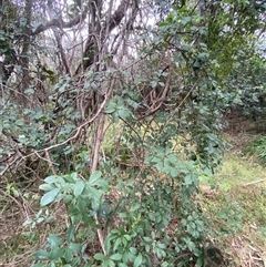 Cissus hypoglauca at Gerroa, NSW - 5 Jul 2025 03:37 PM