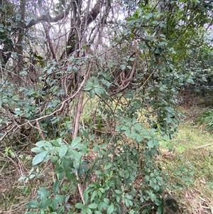 Cissus hypoglauca at Gerroa, NSW - 5 Jul 2025 03:37 PM