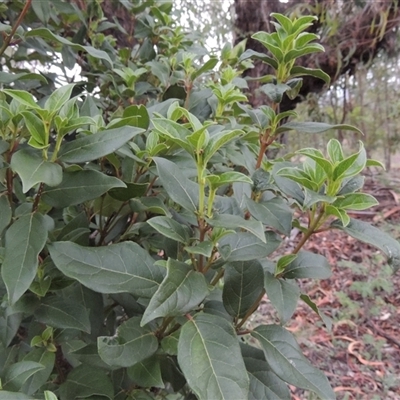 Viburnum tinus (Laurustinus) at Theodore, ACT - 23 Jan 2025 by MichaelBedingfield