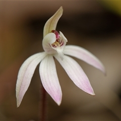 Caladenia fuscata (Dusky Fingers) at Bruce, ACT - 7 Sep 2025 by RobertD