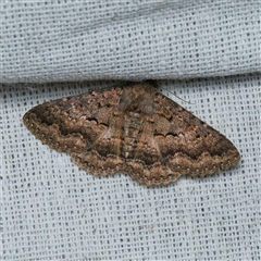 Eudesmeola lawsoni (Lawson's Night Moth) at Harrison, ACT - 7 Sep 2025 by DPRees125