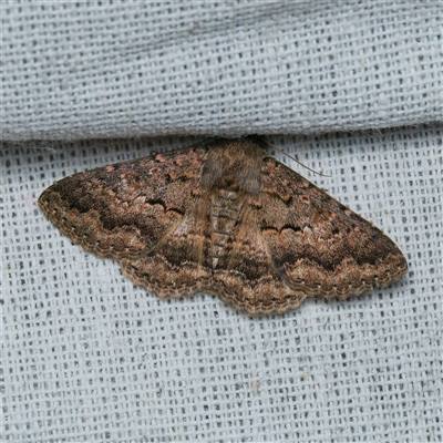 Eudesmeola lawsoni (Lawson's Night Moth) at Harrison, ACT - 7 Sep 2025 by DPRees125