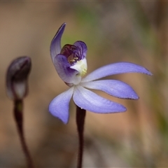 Caladenia caerulea (Blue Fingers, Blue Fairies) at Bruce, ACT - 7 Sep 2025 by RobertD