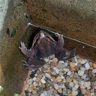 Limnodynastes dumerilii at Lindfield, NSW - 2 Oct 2021 by DonnaP