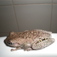 Litoria peronii (Peron's Tree Frog, Emerald Spotted Tree Frog) at Lindfield, NSW - 14 Feb 2014 by DonnaP
