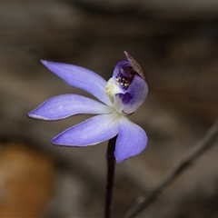 Caladenia caerulea (Blue Fingers, Blue Fairies) at Bruce, ACT - 7 Sep 2025 by RobertD