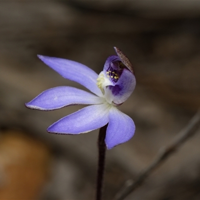 Caladenia caerulea (Blue Fingers, Blue Fairies) at Bruce, ACT - 7 Sep 2025 by RobertD