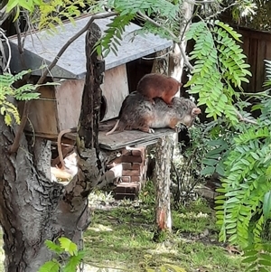 Pseudocheirus peregrinus at Lindfield, NSW - 12 Nov 2021 04:33 PM