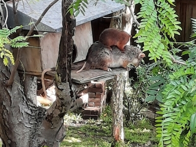 Pseudocheirus peregrinus (Common Ringtail Possum) at Lindfield, NSW - 12 Nov 2021 by DonnaP