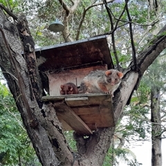 Pseudocheirus peregrinus at Lindfield, NSW - 12 Nov 2021 04:33 PM