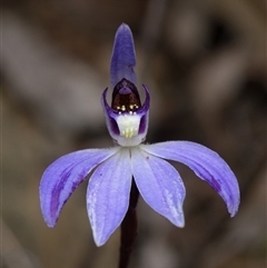 Caladenia caerulea (Blue Fingers, Blue Fairies) at Bruce, ACT - 7 Sep 2025 by RobertD