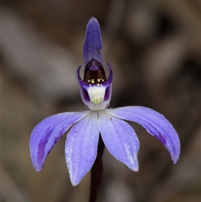 Caladenia caerulea (Blue Fingers, Blue Fairies) at Bruce, ACT - 7 Sep 2025 by RobertD