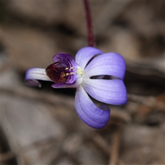 Caladenia caerulea (Blue Fingers, Blue Fairies) at Bruce, ACT - 7 Sep 2025 by RobertD