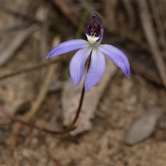 Caladenia caerulea (Blue Fingers, Blue Fairies) at Bruce, ACT - 7 Sep 2025 by RobertD