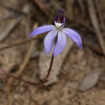 Caladenia caerulea (Blue Fingers, Blue Fairies) at Bruce, ACT - 7 Sep 2025 by RobertD