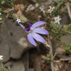 Caladenia caerulea (Blue Fingers, Blue Fairies) at Bruce, ACT - 7 Sep 2025 by RobertD