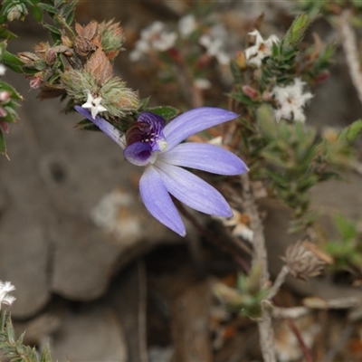 Caladenia caerulea (Blue Fingers, Blue Fairies) at Bruce, ACT - 7 Sep 2025 by RobertD