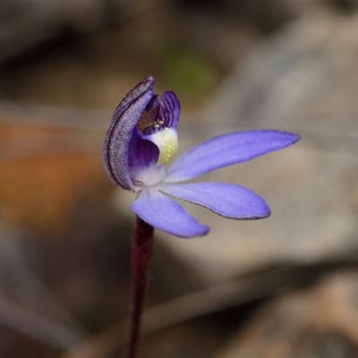 Caladenia caerulea (Blue Fingers, Blue Fairies) at Bruce, ACT - 7 Sep 2025 by RobertD
