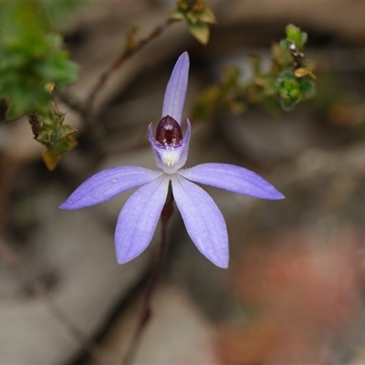 Caladenia caerulea (Blue Fingers, Blue Fairies) at Bruce, ACT - 7 Sep 2025 by RobertD