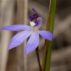 Caladenia caerulea (Blue Fingers, Blue Fairies) at Bruce, ACT - 7 Sep 2025 by RobertD