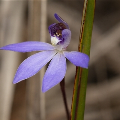 Caladenia caerulea (Blue Fingers, Blue Fairies) at Bruce, ACT - 7 Sep 2025 by RobertD