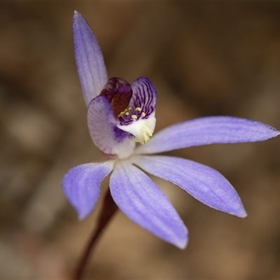 Caladenia caerulea (Blue Fingers, Blue Fairies) at Bruce, ACT - 7 Sep 2025 by RobertD