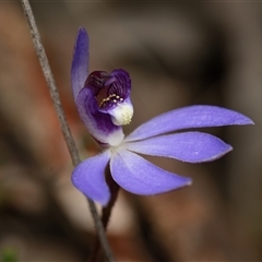 Caladenia caerulea (Blue Fingers, Blue Fairies) at Aranda, ACT - 7 Sep 2025 by RobertD