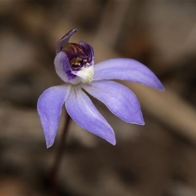 Caladenia caerulea (Blue Fingers, Blue Fairies) at Aranda, ACT - 7 Sep 2025 by RobertD