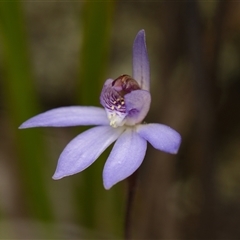 Caladenia caerulea (Blue Fingers, Blue Fairies) at Aranda, ACT - 7 Sep 2025 by RobertD