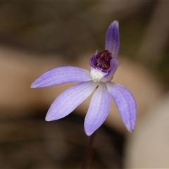 Caladenia caerulea (Blue Fingers, Blue Fairies) at Aranda, ACT - 7 Sep 2025 by RobertD