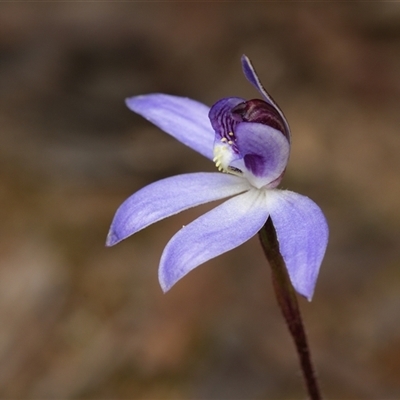 Caladenia caerulea (Blue Fingers, Blue Fairies) at Bruce, ACT - 7 Sep 2025 by RobertD
