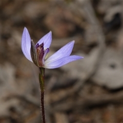 Caladenia caerulea (Blue Fingers, Blue Fairies) at Bruce, ACT - 7 Sep 2025 by RobertD