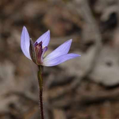 Caladenia caerulea (Blue Fingers, Blue Fairies) at Bruce, ACT - 7 Sep 2025 by RobertD