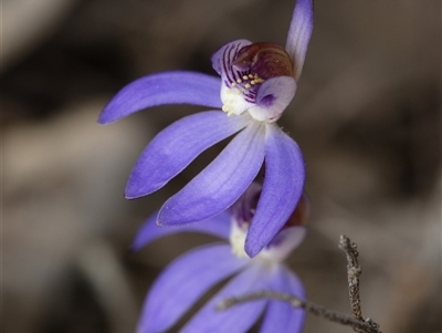 Caladenia caerulea (Blue Fingers, Blue Fairies) at Bruce, ACT - 7 Sep 2025 by RobertD