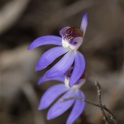 Caladenia caerulea (Blue Fingers, Blue Fairies) at Bruce, ACT - 7 Sep 2025 by RobertD