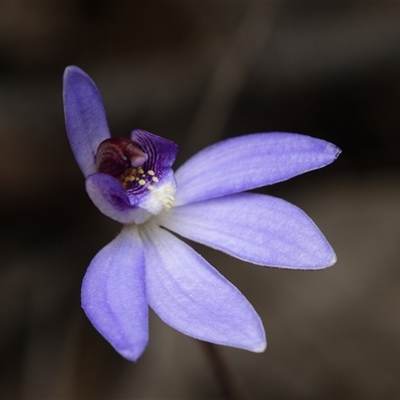 Caladenia caerulea (Blue Fingers, Blue Fairies) at Bruce, ACT - 7 Sep 2025 by RobertD