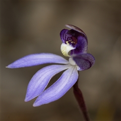 Caladenia caerulea (Blue Fingers, Blue Fairies) at Bruce, ACT - 7 Sep 2025 by RobertD