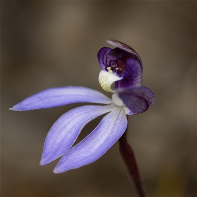 Caladenia caerulea (Blue Fingers, Blue Fairies) at Bruce, ACT - 7 Sep 2025 by RobertD