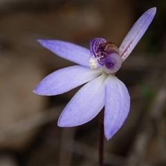 Caladenia caerulea (Blue Fingers, Blue Fairies) at Bruce, ACT - 7 Sep 2025 by RobertD