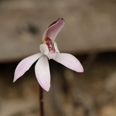 Caladenia fuscata (Dusky Fingers) at Bruce, ACT - 7 Sep 2025 by RobertD