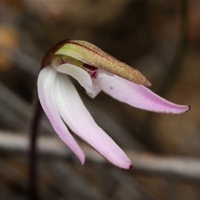 Caladenia fuscata (Dusky Fingers) at Bruce, ACT - 7 Sep 2025 by RobertD