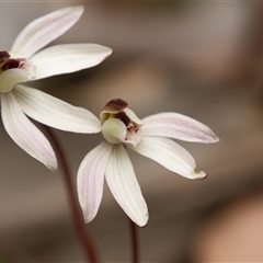 Caladenia fuscata (Dusky Fingers) at Aranda, ACT - 7 Sep 2025 by RobertD
