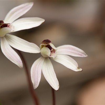 Caladenia fuscata (Dusky Fingers) at Aranda, ACT - 7 Sep 2025 by RobertD