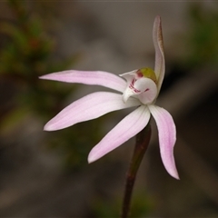 Caladenia fuscata (Dusky Fingers) at Aranda, ACT - 7 Sep 2025 by RobertD